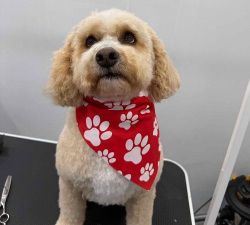 Freshly groomed cockapoo wearing a red paw-print bandana