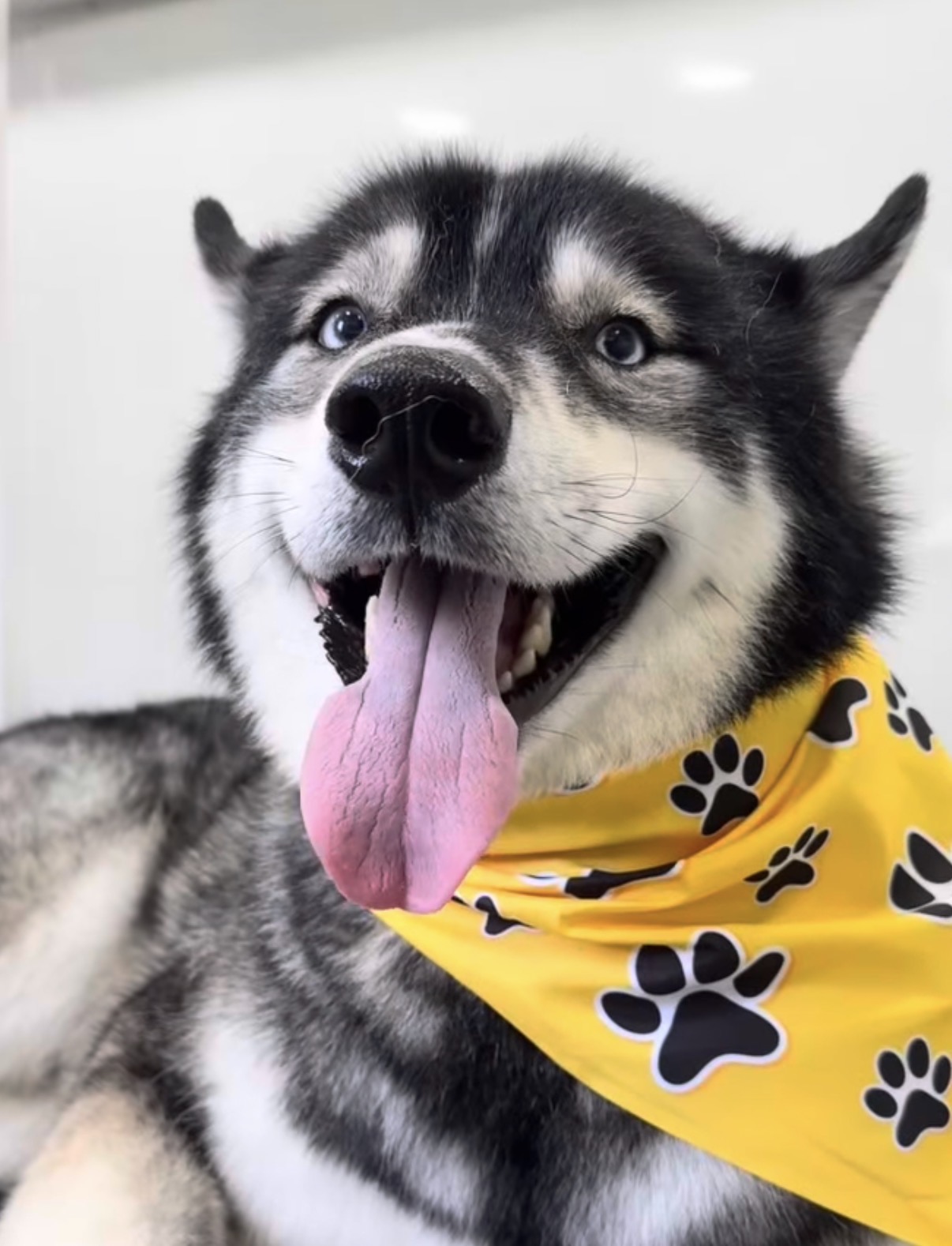 Happy husky with tongue out wearing a yellow paw-print bandana